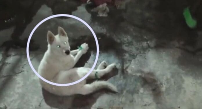 Perro es amarrado del hocico y las patas en Azcapotzalco, Cdmx