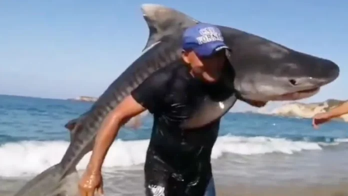 Hombre atrapa con sus manos a un tiburón tigre en Michoacán