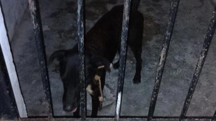 Perrito es 