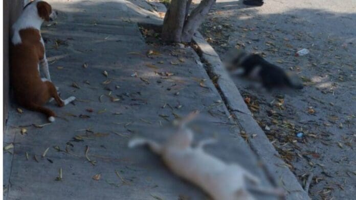 Vecinos denuncian envenenamiento masivo de mascotas en Yucatán; amanecen cuatro perros y un gato sin vida