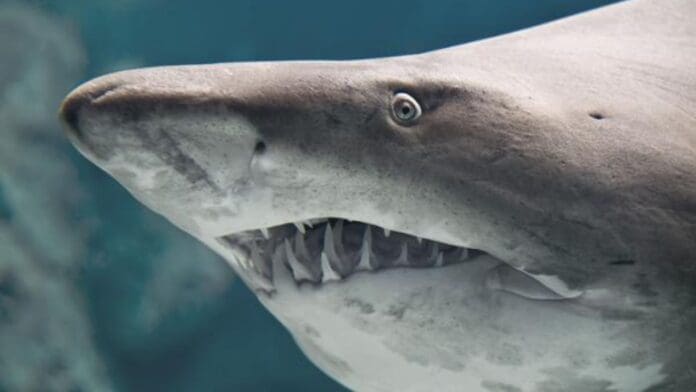 Tiburones podrían perder sus dientes de forma acelerada debido a la acidificación de los océanos