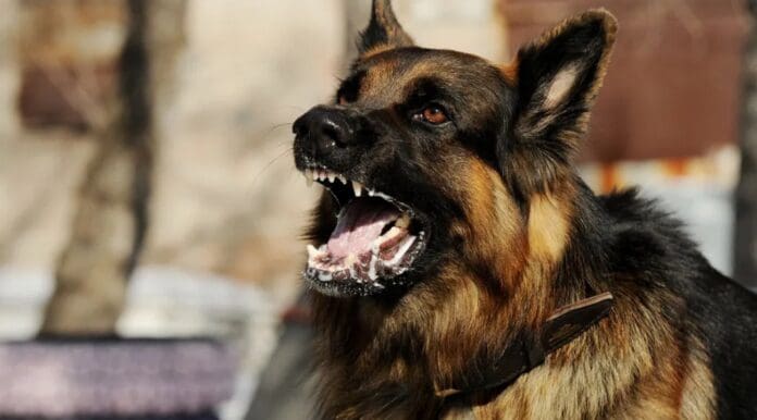 Sujeto muere por rabia humana en Colima; fue atacado por un perro en Jalisco