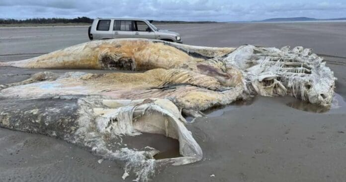Hallan restos de una enorme criatura marina en playa de Gales, Reino Unido