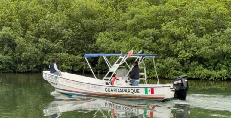 Un cocodrilo ataca a a turista extranjero en la Zona Hotelera de Cancún. El hombre acabó con varias heridas.