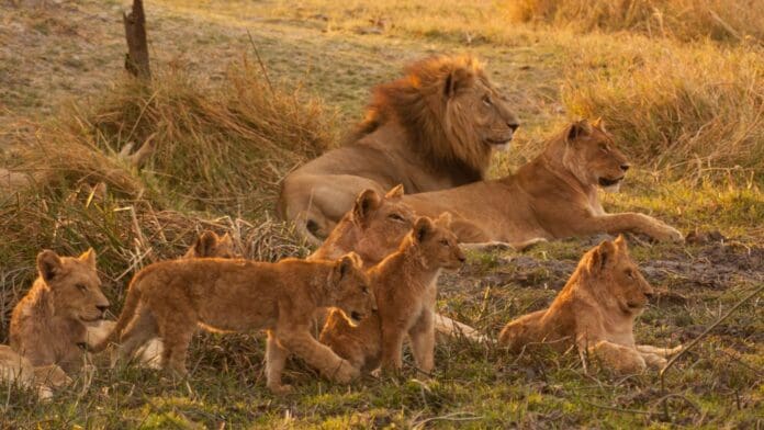 Video: Cuidador de zoológico es atacado por leones mientras los alimentaba en Tailandia