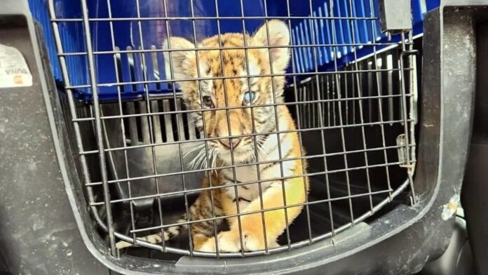 Rescatan a cachorro de tigre en bodega de llantas en Escobedo, Nuevo León