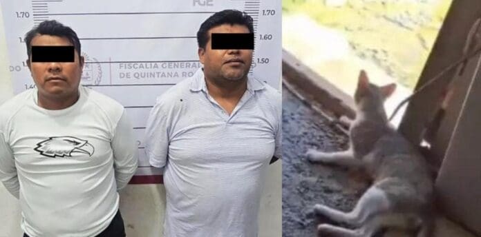 Detienen a dos sujetos por maltratar a un gato en Tulum. Las autoridades dejan claro que no hay espacio para la violencia.