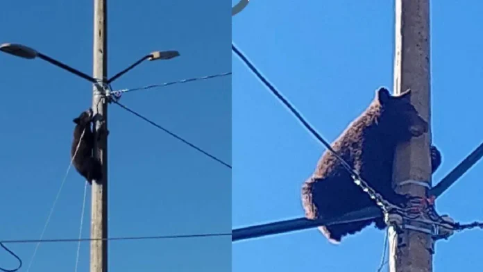Oso trepa postes de luz en Cananea, Sonora