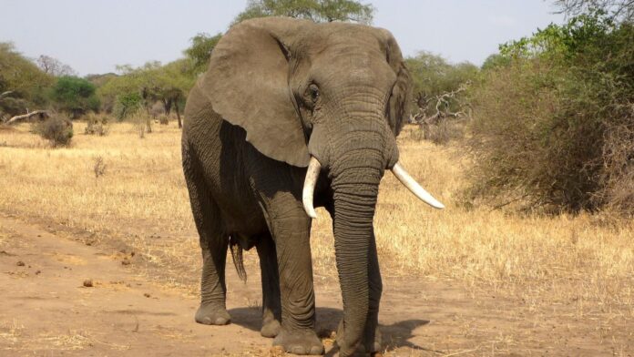 Video: Ataca elefante dos canoas con turistas durante un safari en Botswana