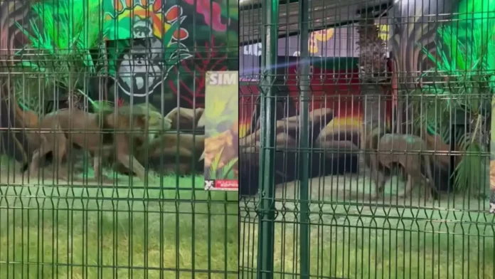 Denuncian maltratos contra animales en una feria en Mexicali, Baja California