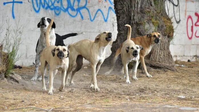 Video: Mujer es atacada por jauría de perros en Ixtapaluca, Edomex