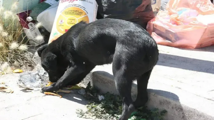Mujer ataca a machetazos a un perrito en Pachuca, Hidalgo Mujer ataca a machetazos a un perrito en Pachuca, Hidalgo