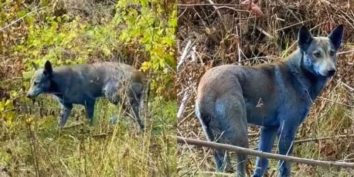 Reportan hallazgo de perros con pelaje azul cerca de la planta nuclear en Chernobyl Video: Reportan hallazgo de perros con pelaje azul cerca de la planta nuclear en Chernobyl