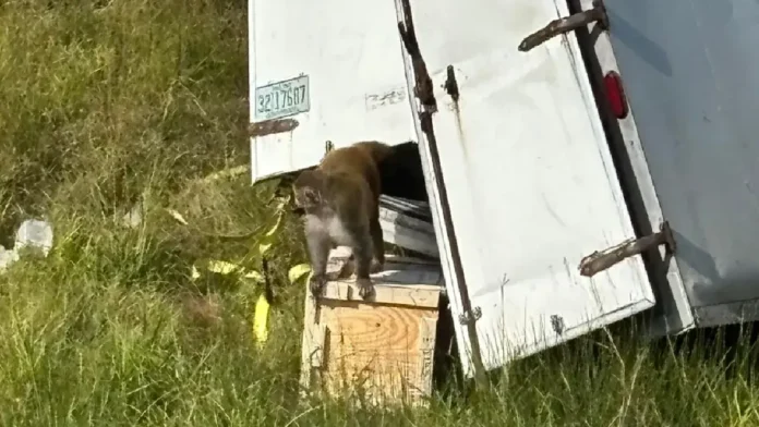 Camión con 21 monos supuestamente infectados con Covid-19 se vuelca en Estados Unidos; uno está suelto Camión con 21 monos supuestamente infectados con Covid-19 se vuelca en Estados Unidos; uno está suelto