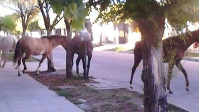 Caballos sueltos_Archivo Motociclista pierde la vida tras impactarse contra un grupo de caballos en Hermosillo, Sonora