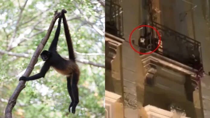 Video: Captan a mono araña trepando en los balcones del Zócalo de Puebla