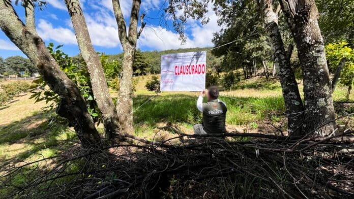 Clausura plantío de agacates_Michoacán Clausura Profepa huerta ilegal de aguacate en reserva de la mariposa Monarca en Michoacán