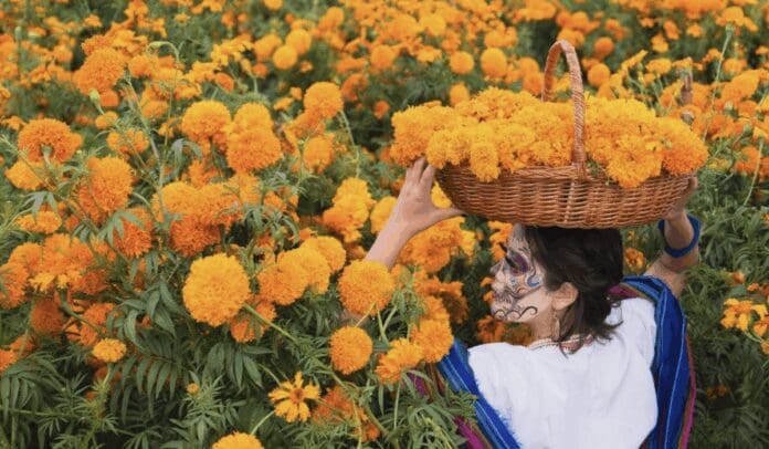 Puebla lidera la producción de cempasúchil y terciopelo que se vende en México por Día de Muertos Puebla lidera la producción de cempasúchil y terciopelo que se vende en México por Día de Muertos