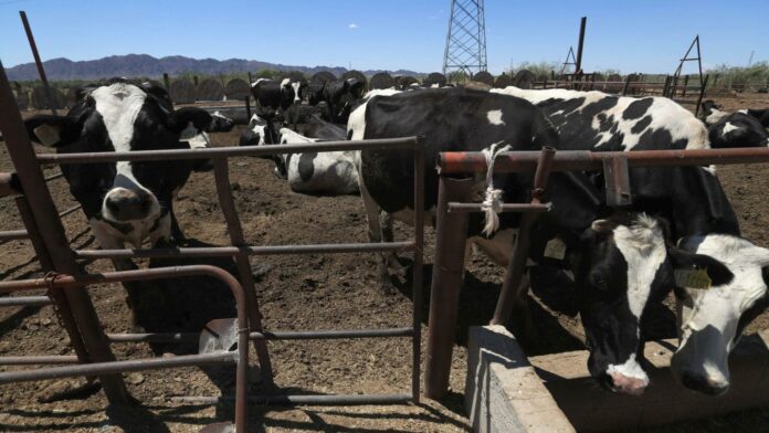 Exigen en Texas reabrir la frontera al ganado de México ante aumento de precios en Estados Unidos Exigen en Texas reabrir la frontera al ganado de México ante aumento de precios en Estados Unidos