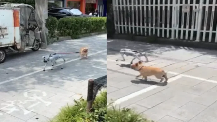 Captan a un perro robot paseando a uno real en China Captan a un perro robot paseando a uno real en China