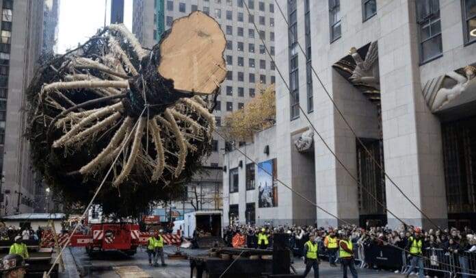 VideoNueva York da la bienvenida al tradicional árbol de Navidad del Rockefeller Center
