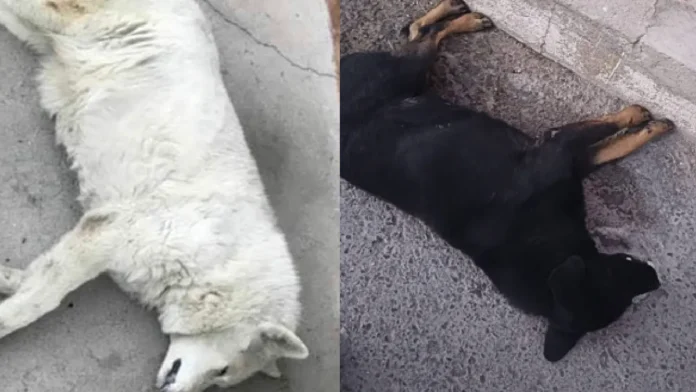 Envenenan a 20 perritos con carne contaminada en Zacatecas