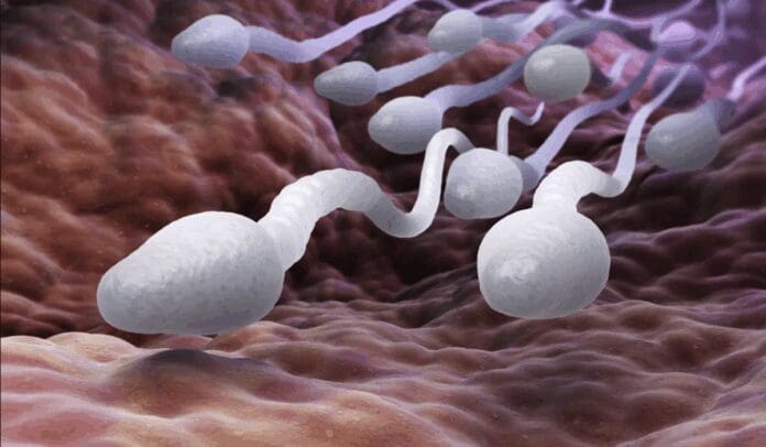 Científicos descubren que la molécula del esperma, podría frenar el Alzheimer y el Parkinson