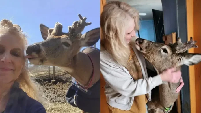 Adulta mayor muere tras ser atacada por un venado en Ohio, Estados Unidos