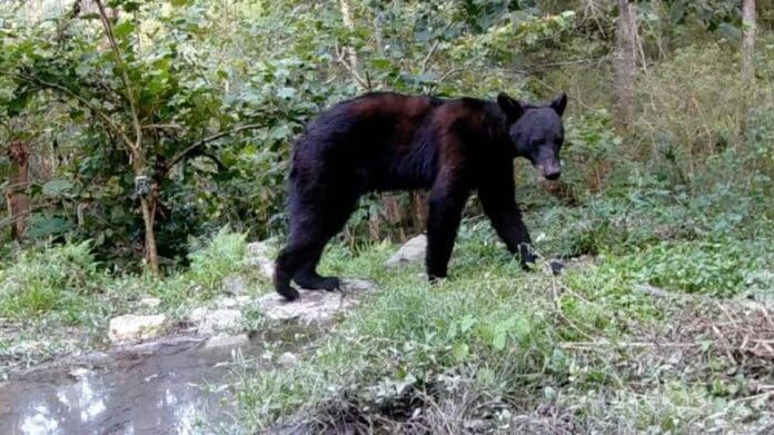 Encuentran a un oso negro desnutrido en Nuevo León