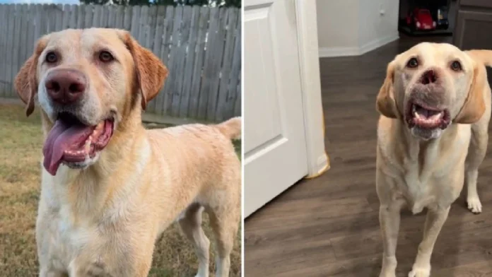 Reconstruyen la nariz de un perrito tras sufrir cáncer en Estados Unidos