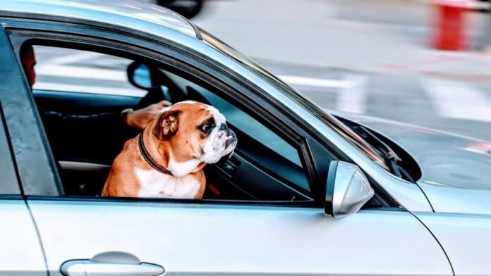 Descubre cuánto es la multa por llevar a tu perro en el auto en Cdmx