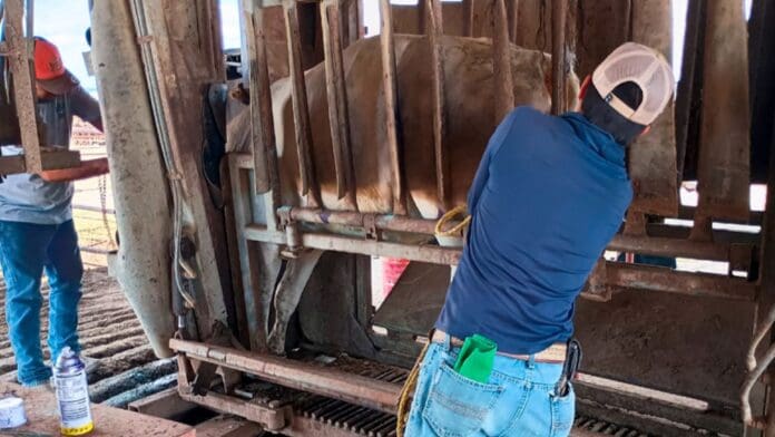 México activa emergencia nacional por gusano barrenador