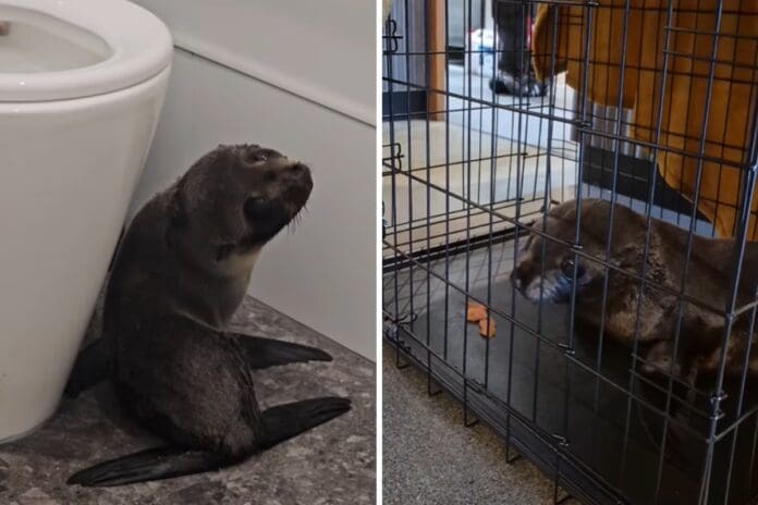 VIDEO Foca bebé entra tambaleándose a un bar en Nueva Zelanda