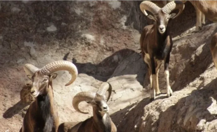 Mueren 24 borregos tras ser atacados por perros en un zoológico en León, Guanajuato