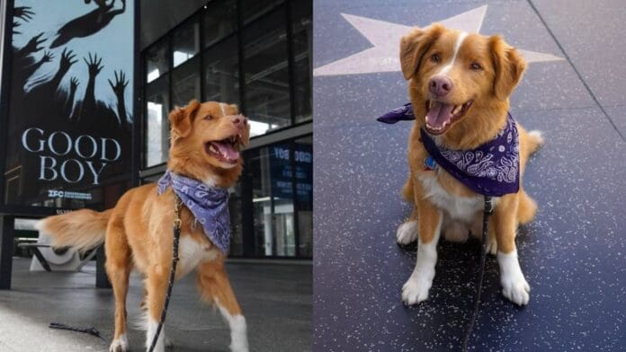 Perrito hace historia al convertirse en el primer animal nominado a Mejor Actor en los Astra Awards