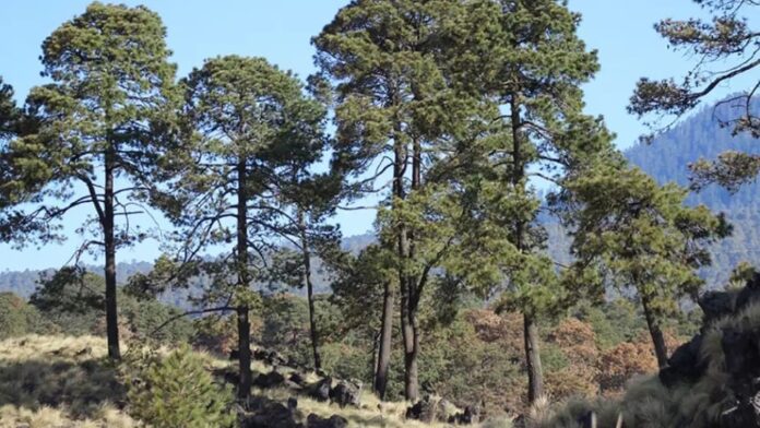 Hallan 20 restos óseos humanos en el mirador de Topilejo, en la alcaldía Tlalpan, CDMX