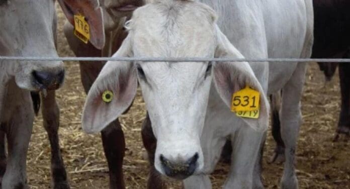 Ganaderos advierten que habrá pérdidas anuales por más de 700 mdd a causa del gusano barrenador en México.