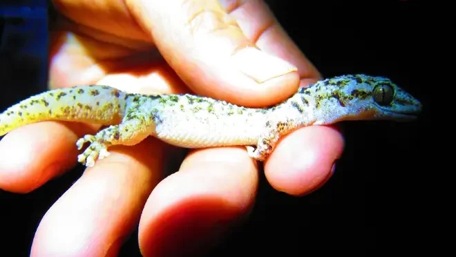 Descubren nueva especie de lagartija nocturna en México