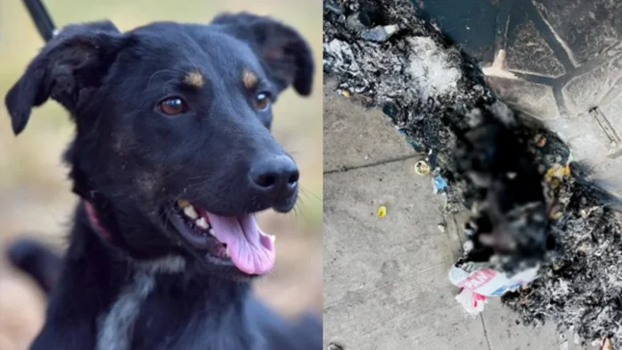 Denuncian que un perrito fue quemado vivo en Tlaxcala
