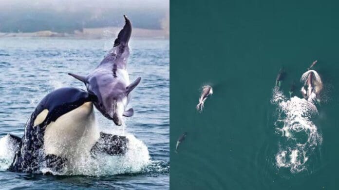 Captan por primera vez a orcas y delfines formando equipo para cazar en Vancouver, Canadá