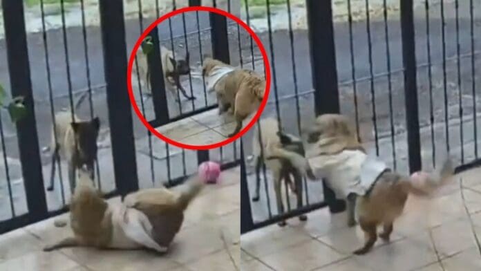 Video Lomito callejero le roba el suéter de un peludito de casa