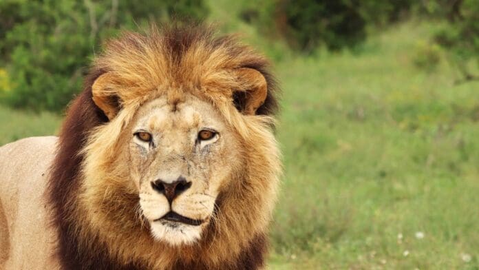 Rescatan a león que estaba amarrado a un árbol en Ixtlán del Río, Nayarit