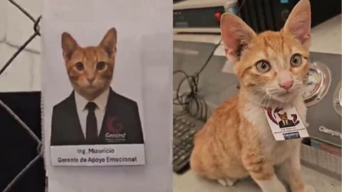 Empresa de México rescata a un gatito y lo 